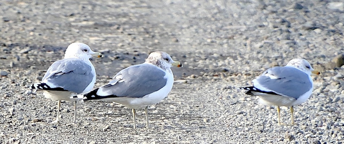 California Gull - ML646085344