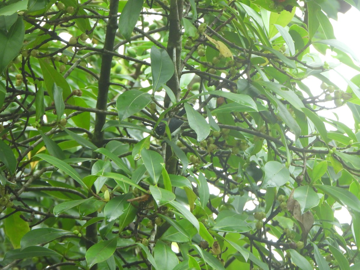 Slate-throated Gnatcatcher - ML646085351