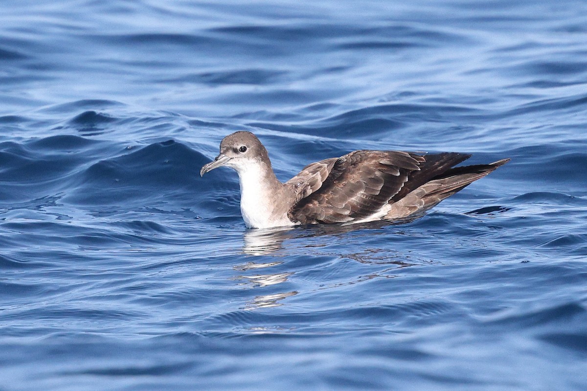 Wedge-tailed Shearwater - ML646085355