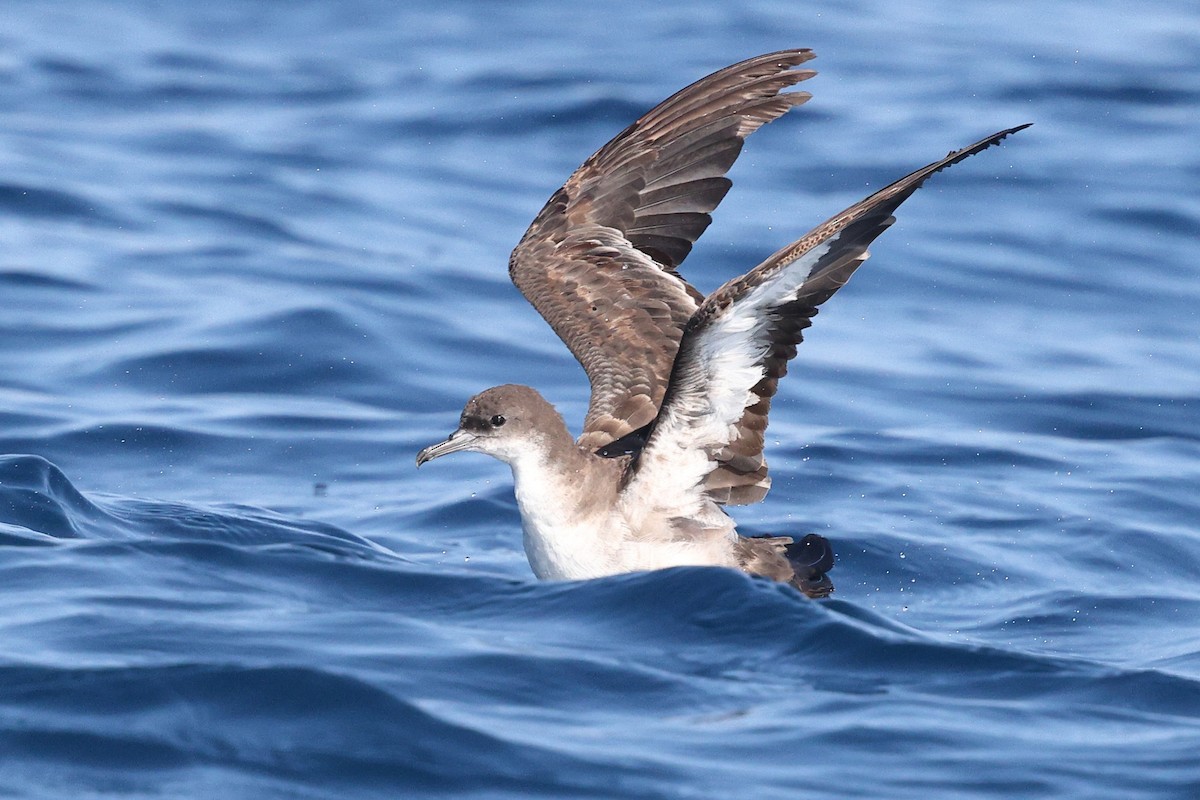 Wedge-tailed Shearwater - ML646085356