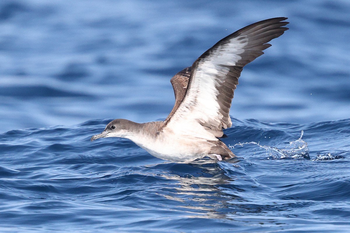 Wedge-tailed Shearwater - ML646085357