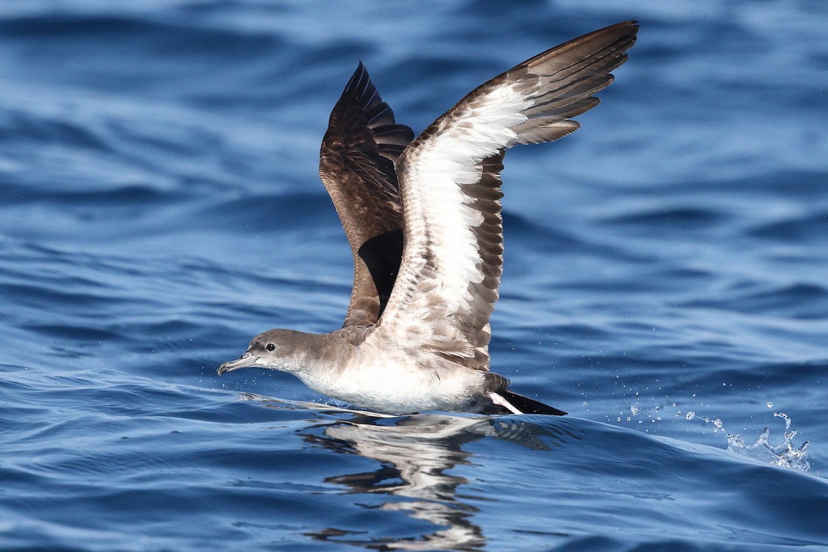 Wedge-tailed Shearwater - ML646085358