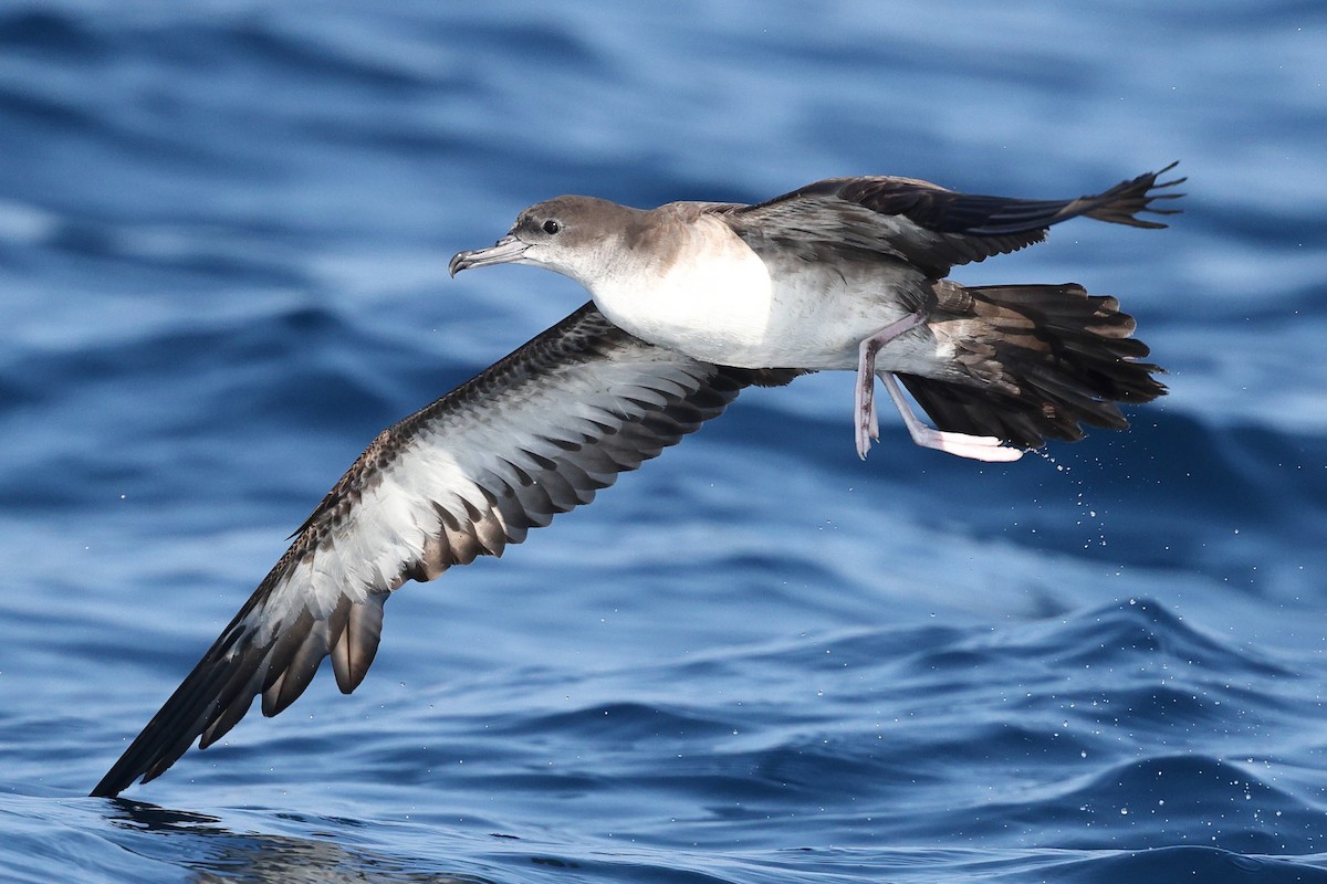 Wedge-tailed Shearwater - ML646085359