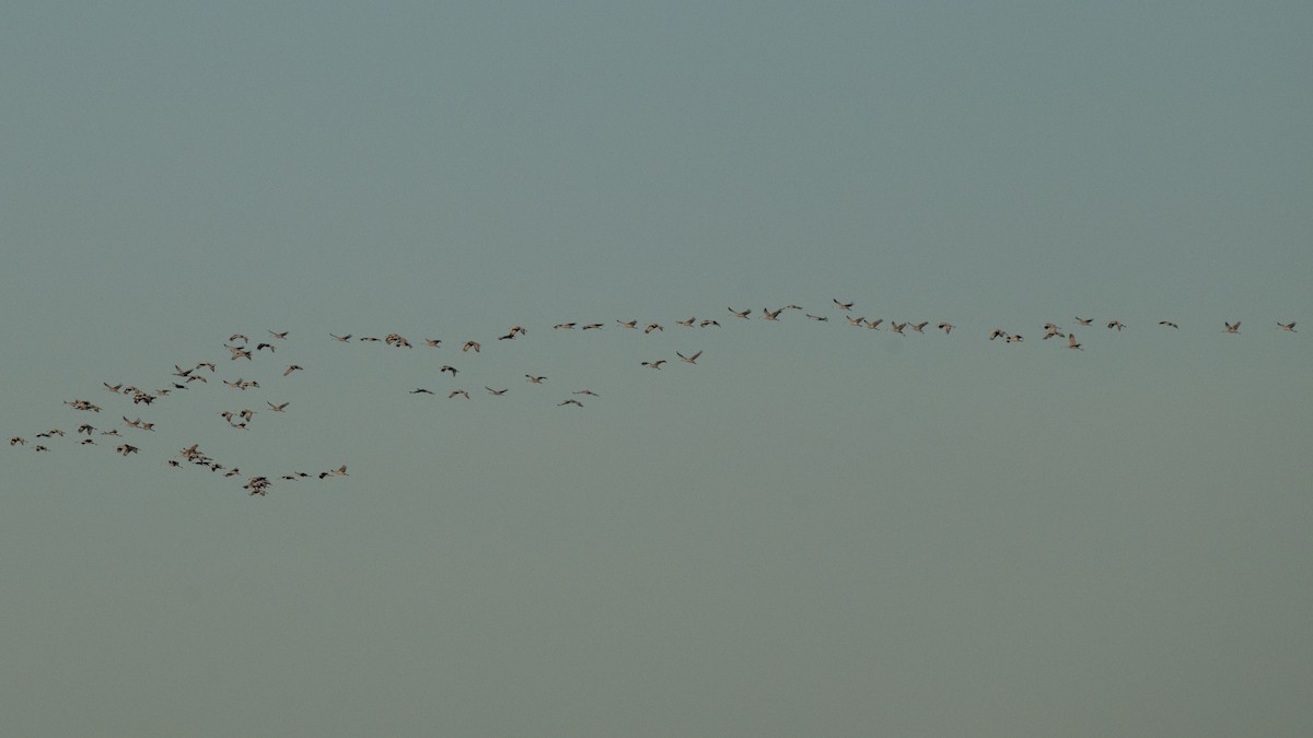 沙丘鶴 - ML646085364