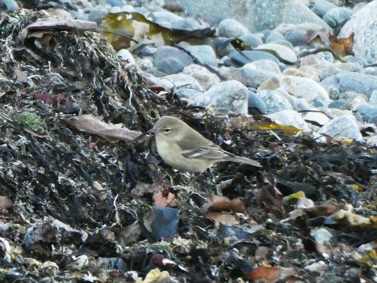 Reinita del Pinar - ML646085370