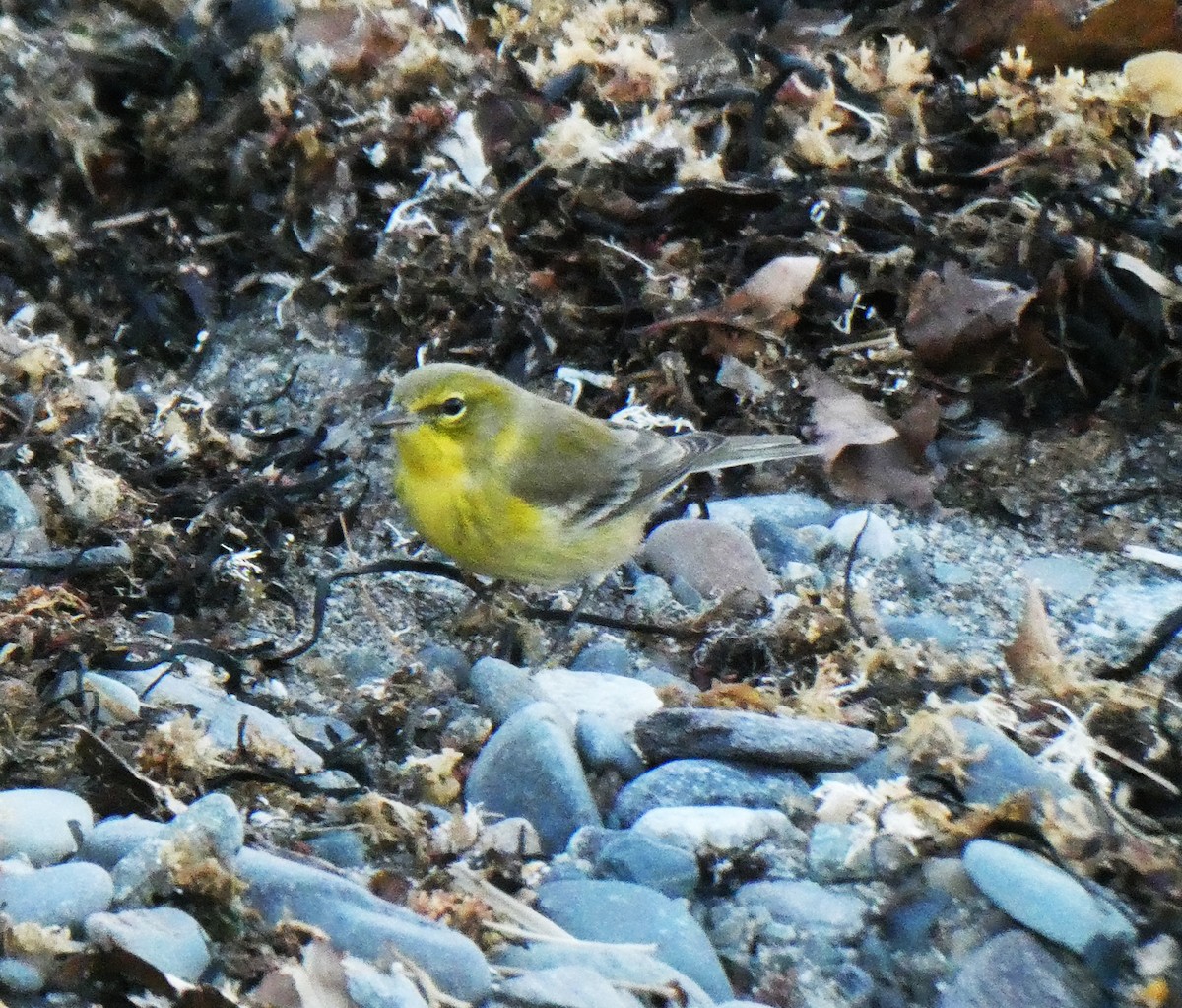 Reinita del Pinar - ML646085373