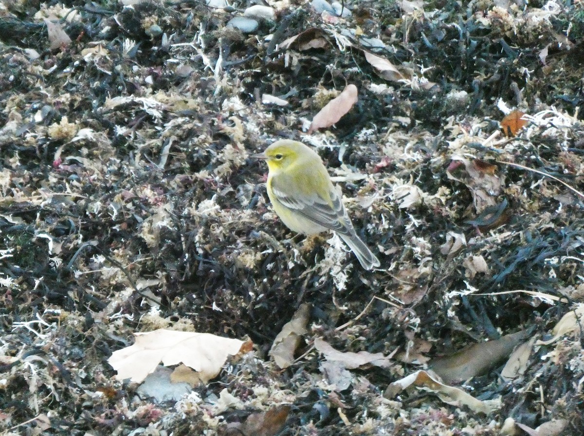 Reinita del Pinar - ML646085374