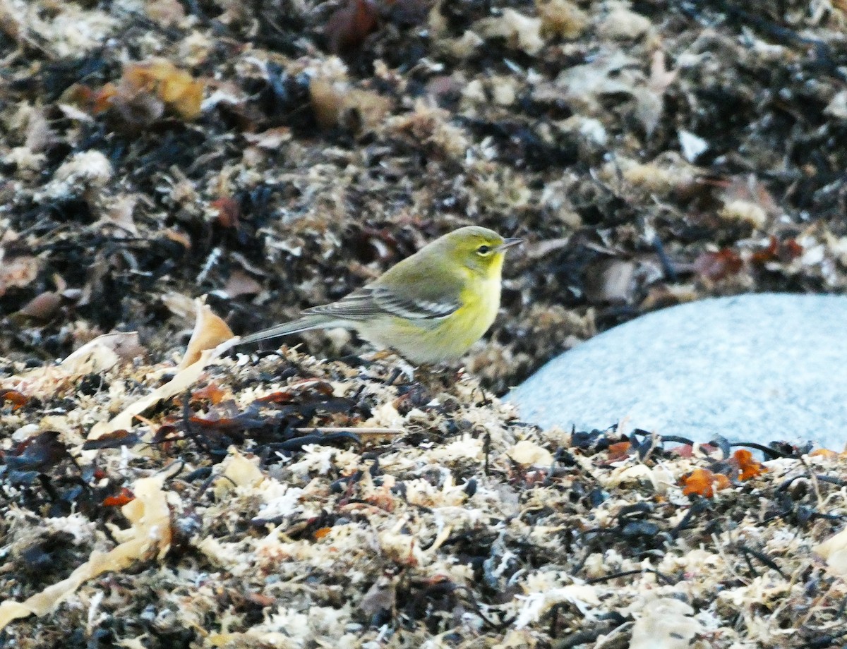 Reinita del Pinar - ML646085378