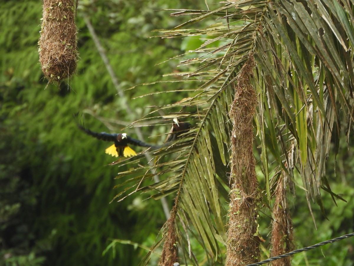Chestnut-headed Oropendola - ML646085384