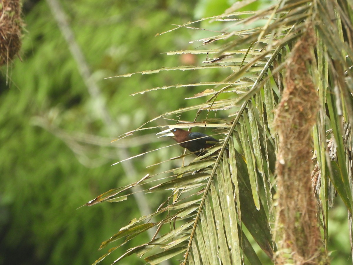 Chestnut-headed Oropendola - ML646085385