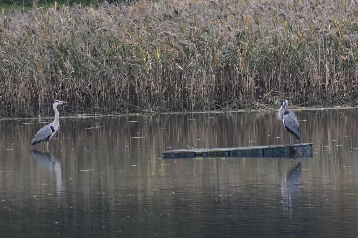 gråhegre (cinerea/jouyi) - ML646085386