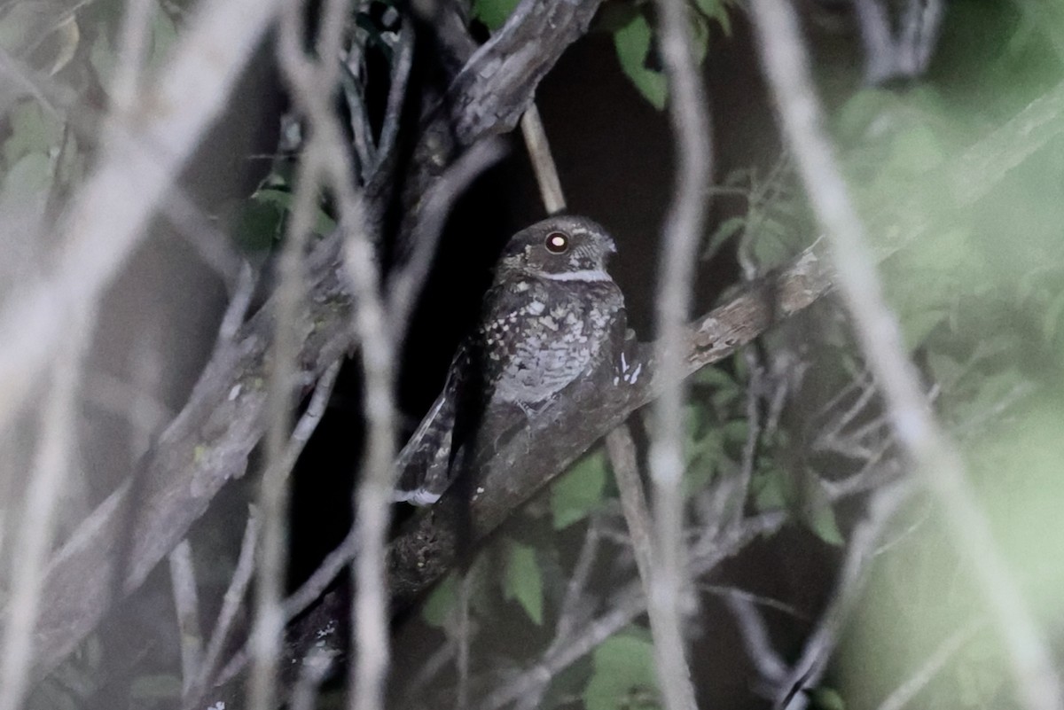 Least Pauraque - ML646085391