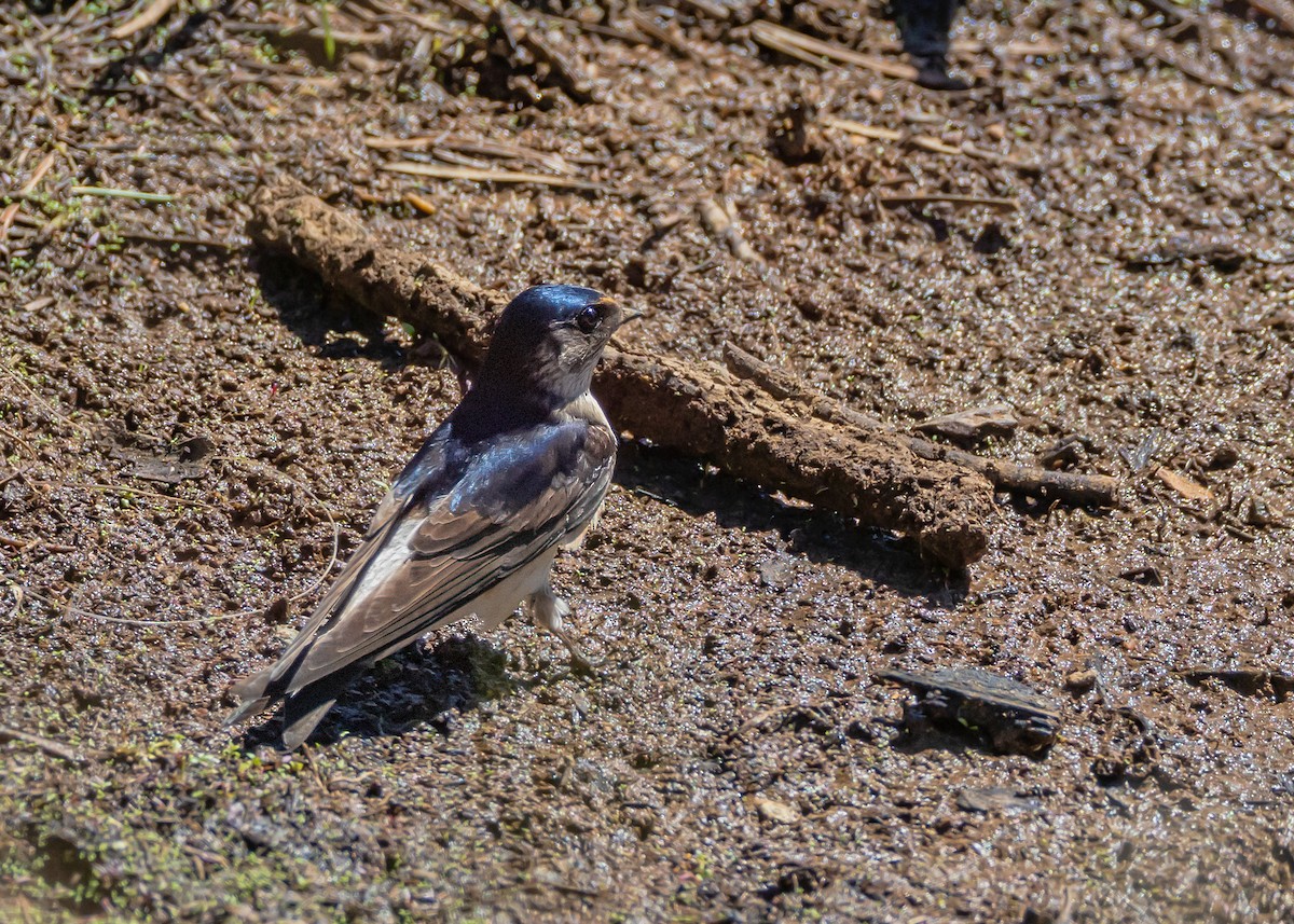 Tree Martin - ML646085400