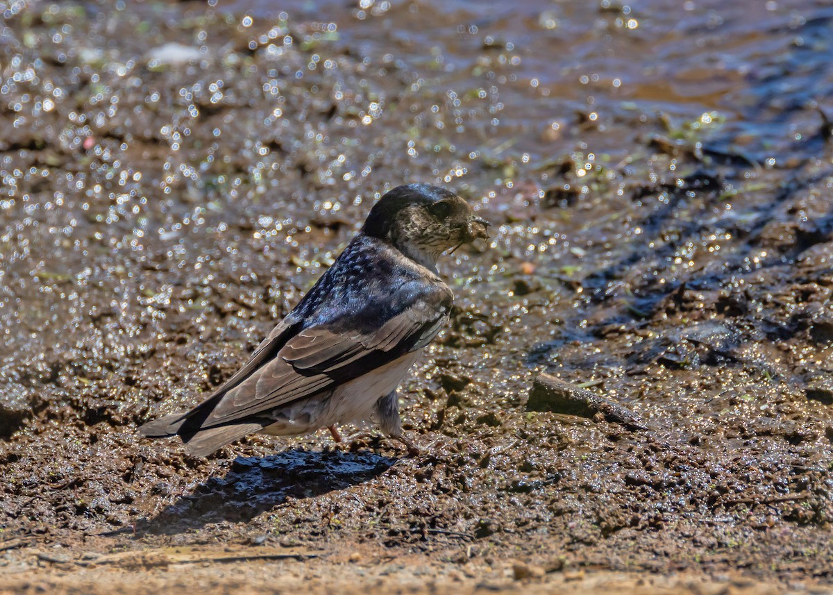 Tree Martin - ML646085402