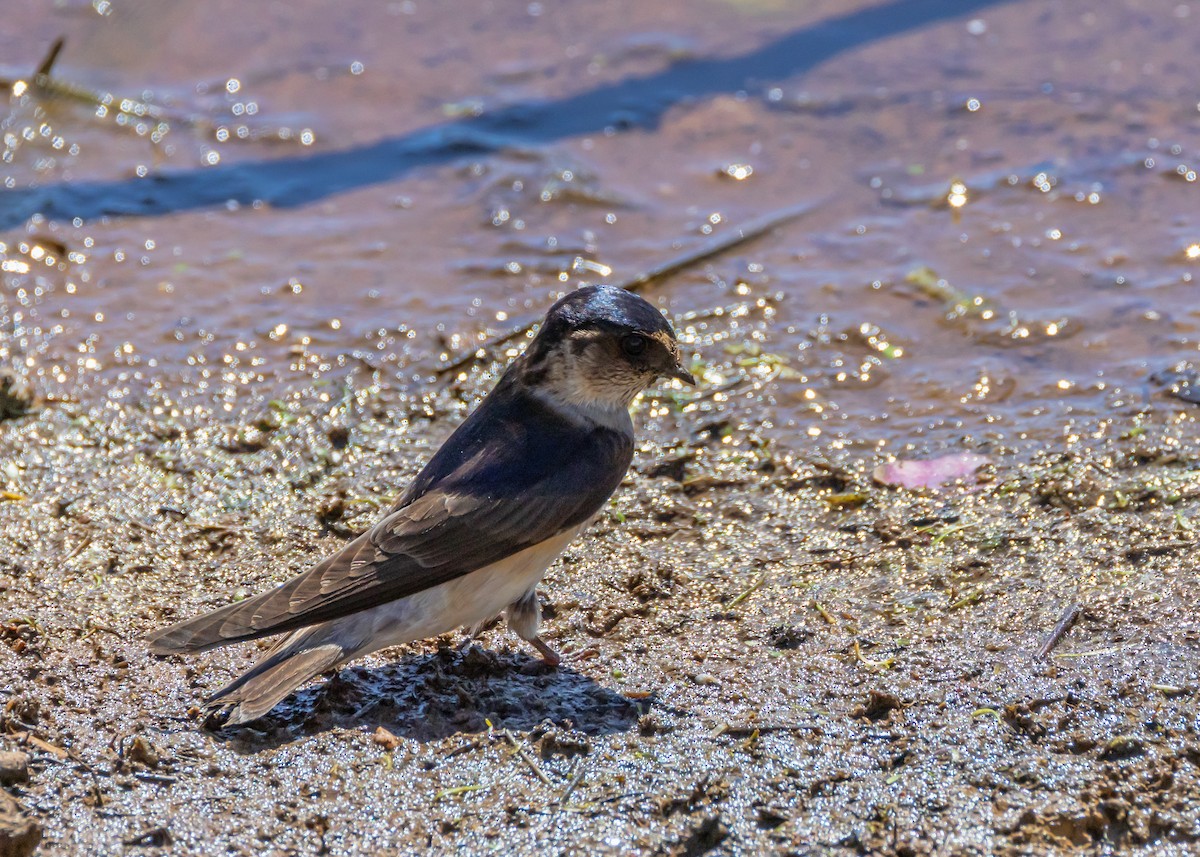 Tree Martin - ML646085403