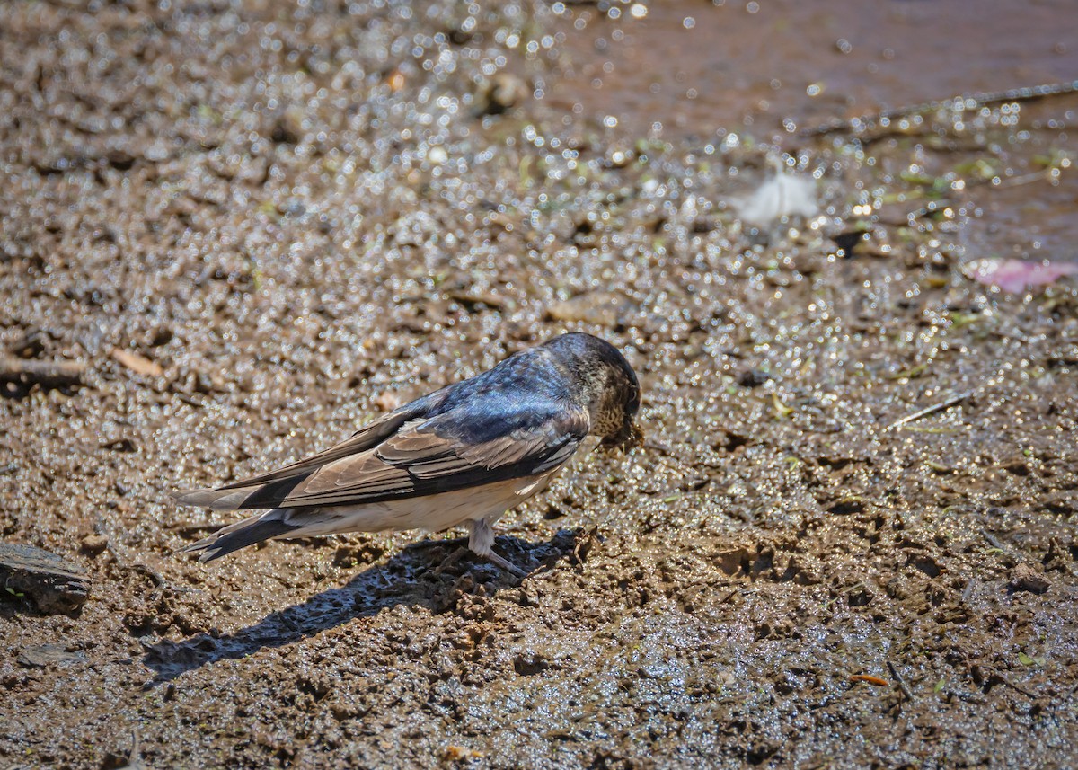 Tree Martin - ML646085404