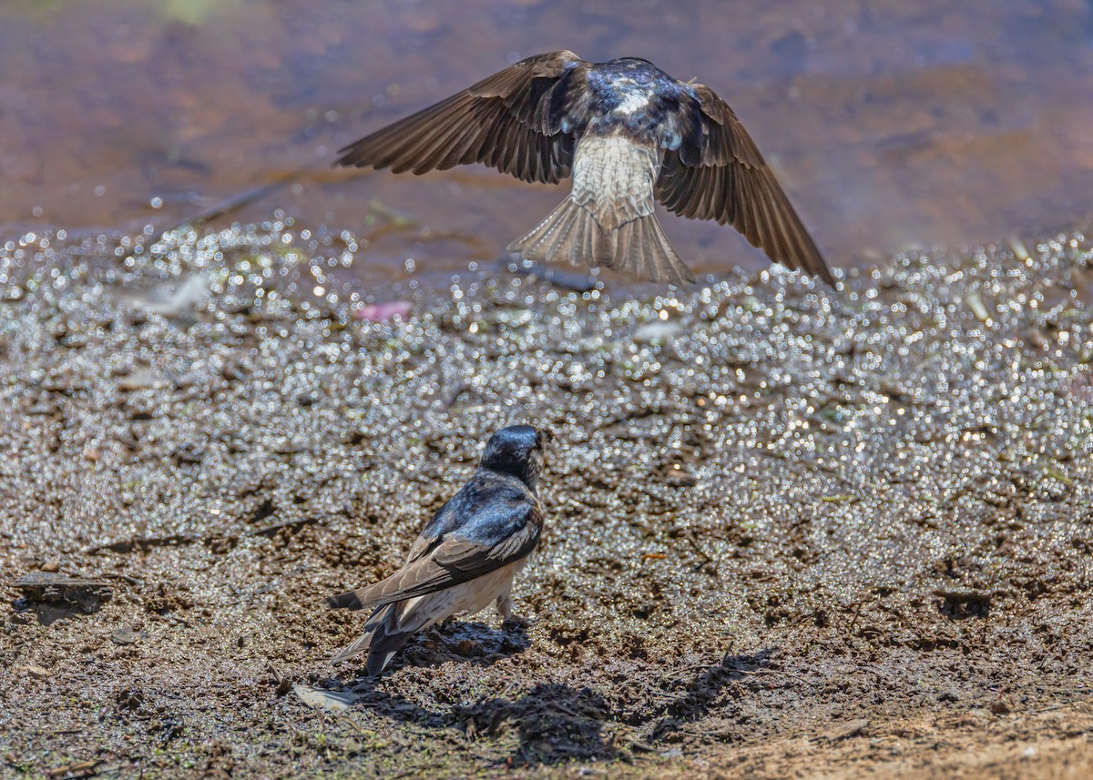 Tree Martin - ML646085405