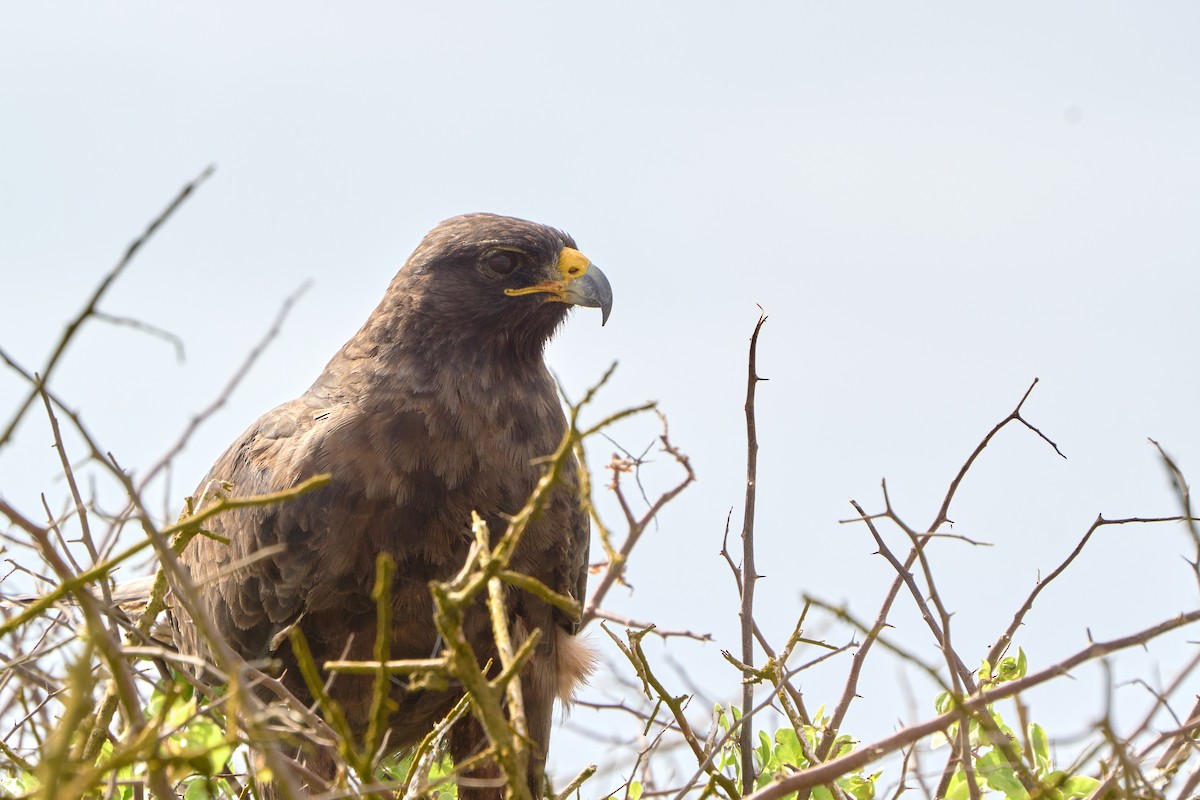 Galapagos Hawk - ML646085416