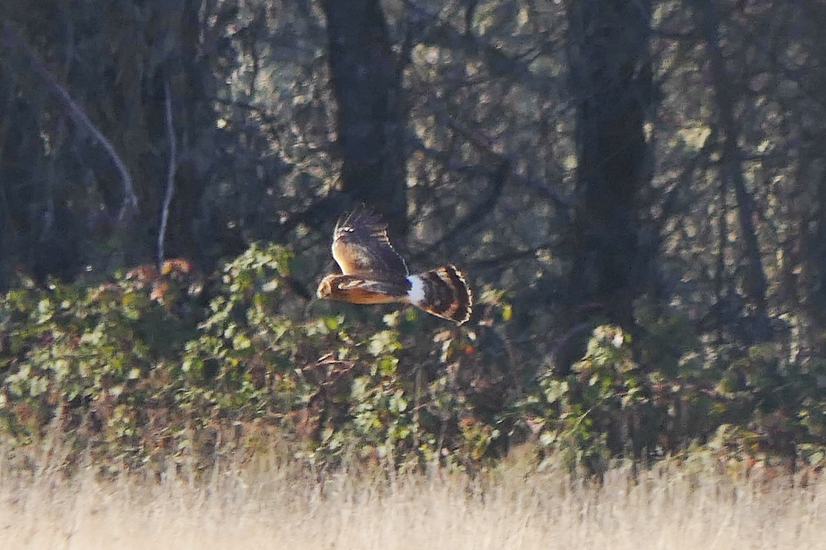 זרון אמריקני - ML646085417