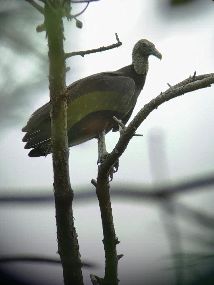 Black Vulture - ML646085420