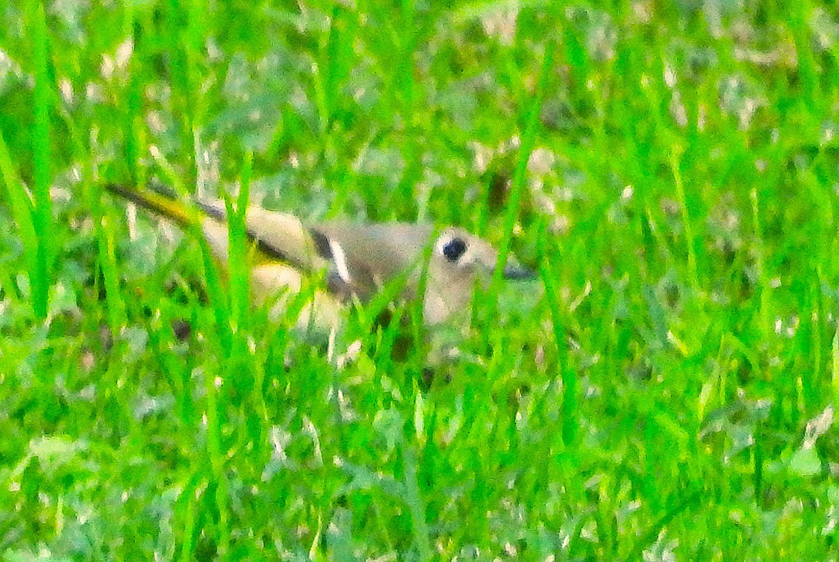 מלכילון אמריקני - ML646085421