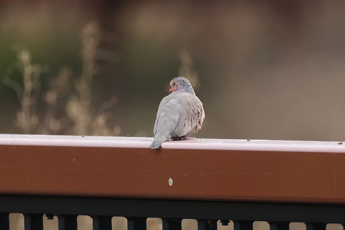 Common Ground Dove - ML646085422