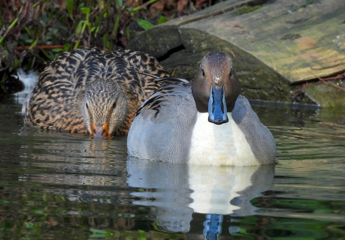 ברווז חד-זנב - ML646085423