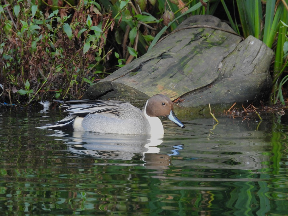 ברווז חד-זנב - ML646085424