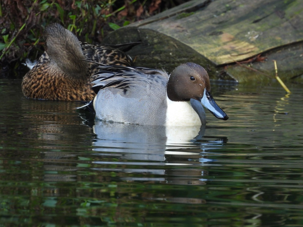 ברווז חד-זנב - ML646085425