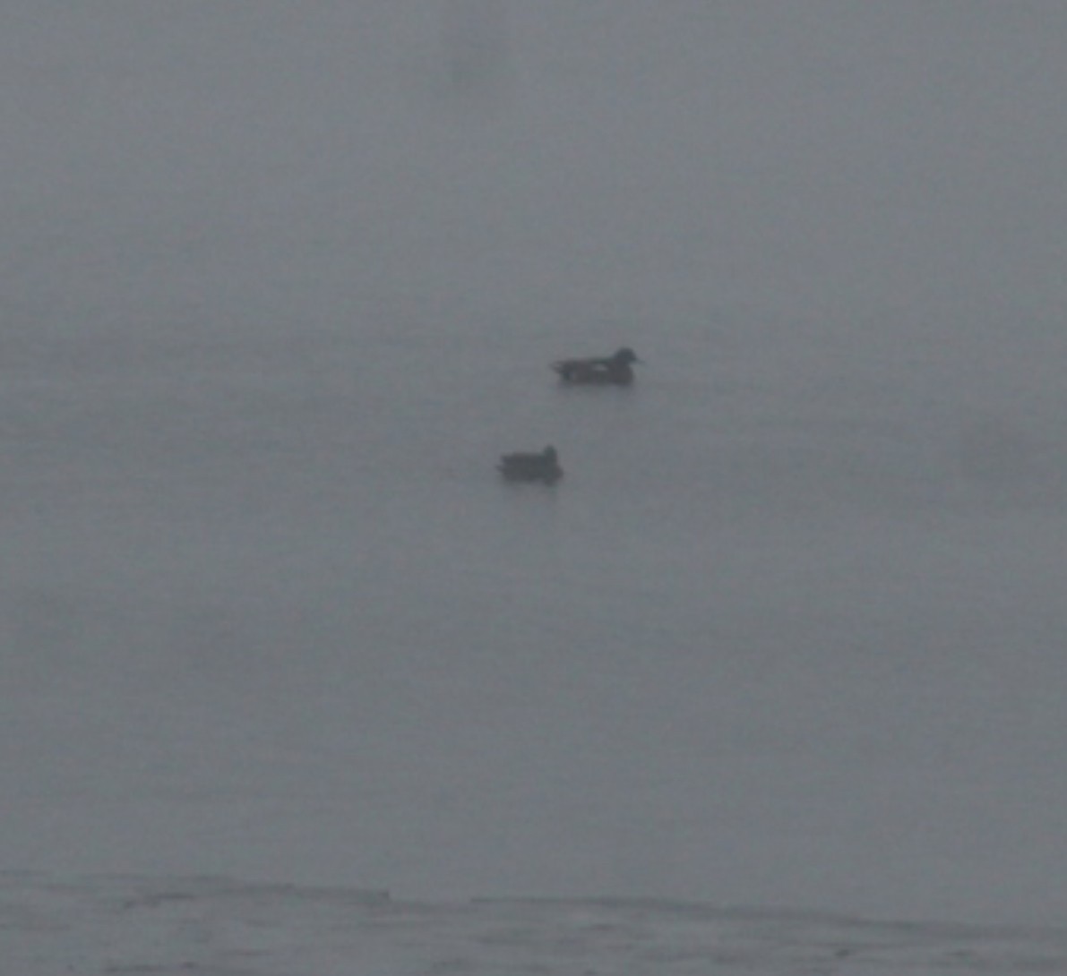 ברווז אפור - ML646085426