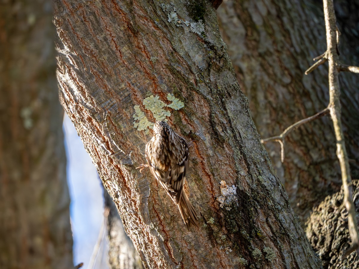 Brown Creeper - ML646085427