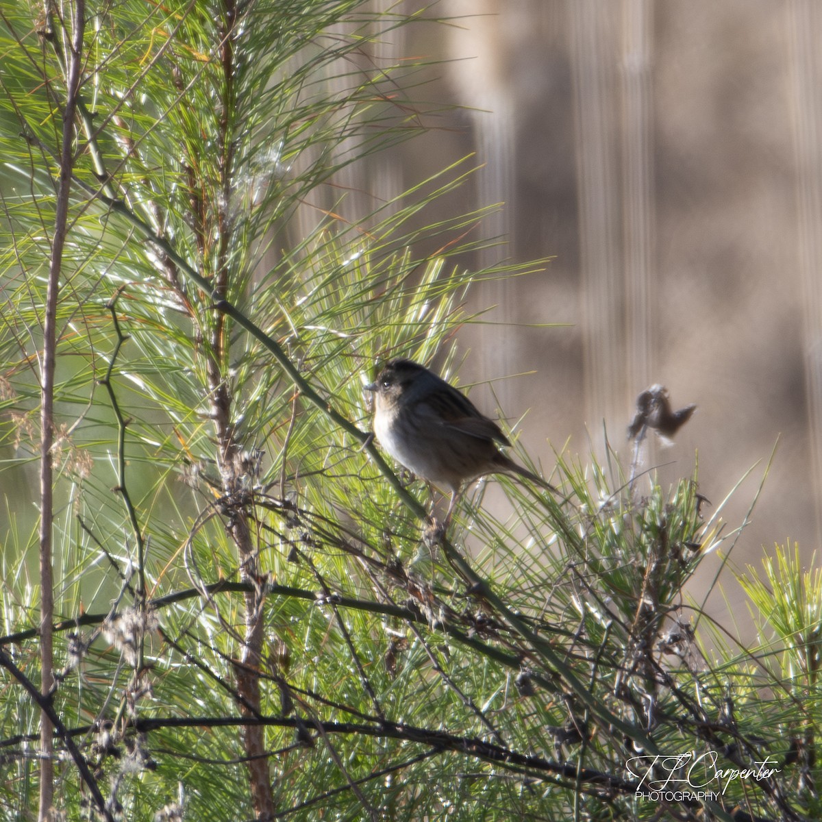 Swamp Sparrow - ML646085428