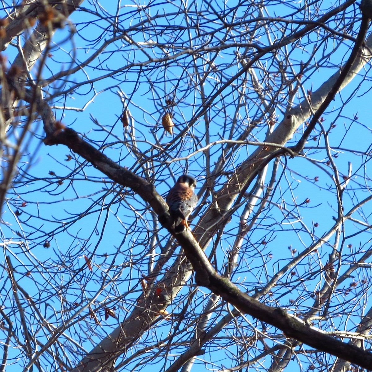 בז אמריקני - ML646085429