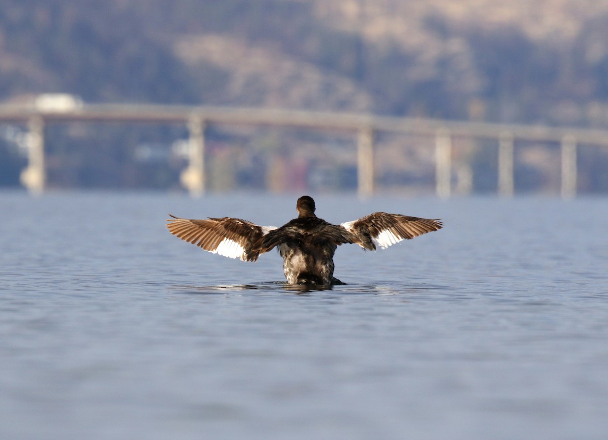 טבלן אפור-לחיים - ML646085430