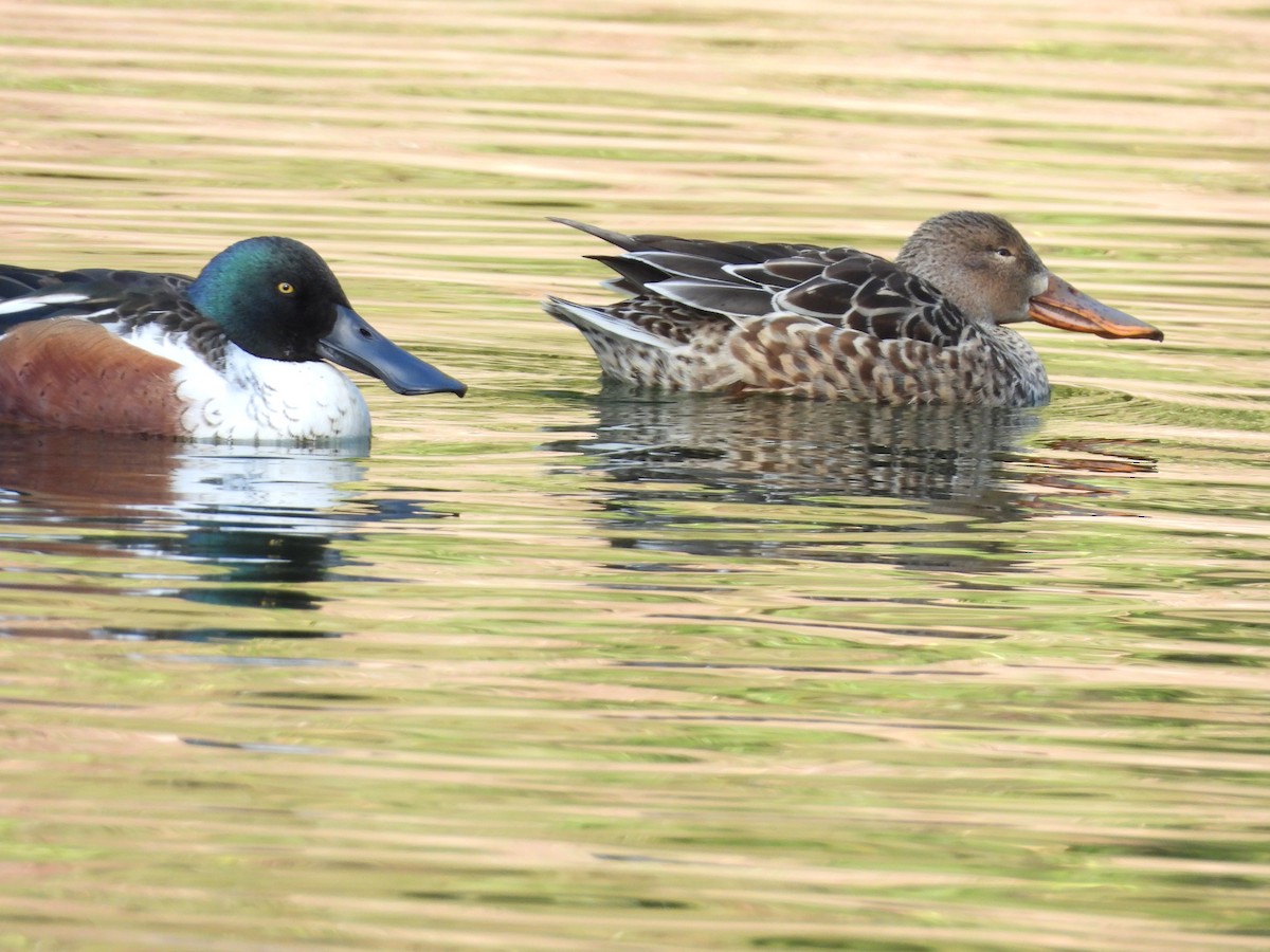 מרית צפונית - ML646085431
