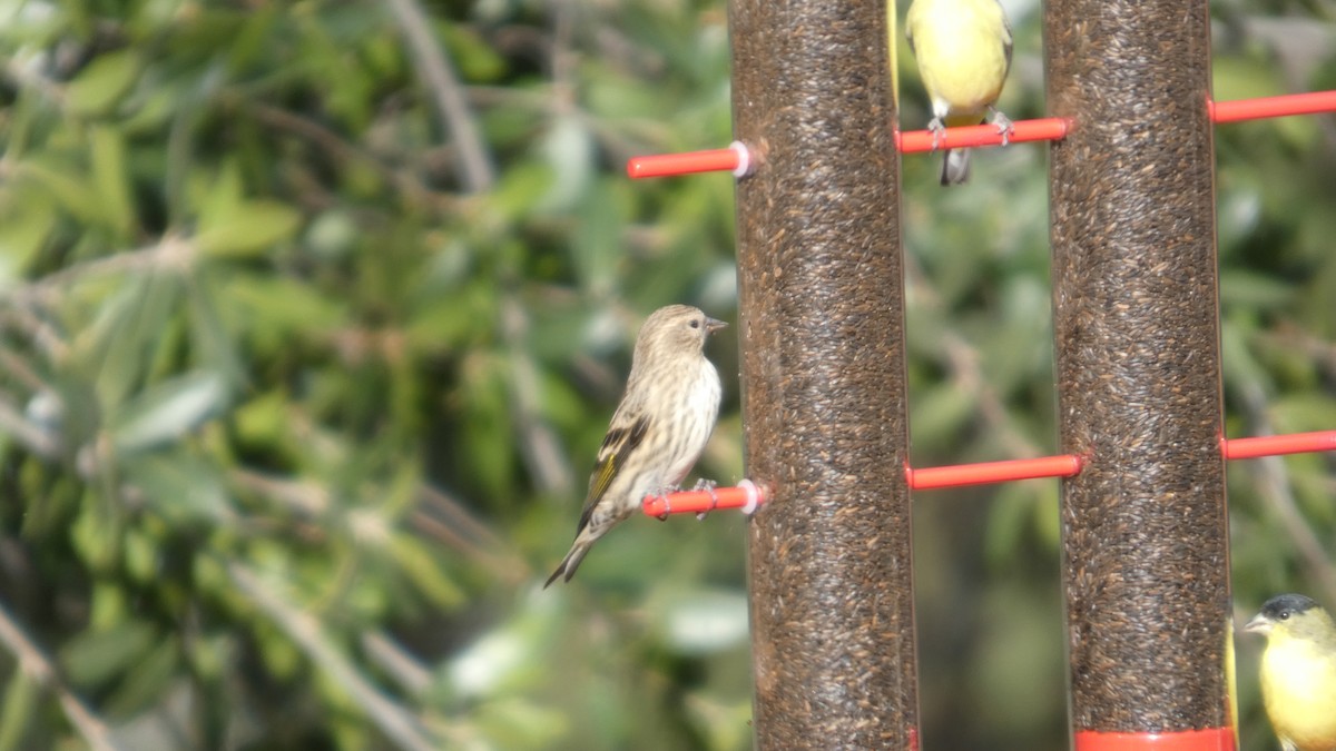 Pine Siskin - ML646085432