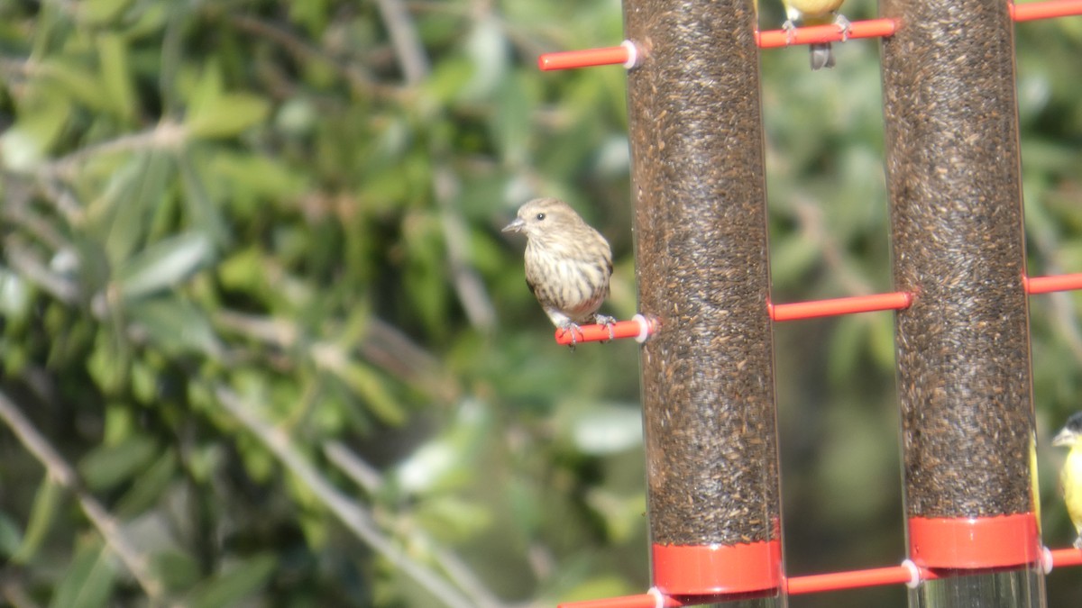 Pine Siskin - ML646085433
