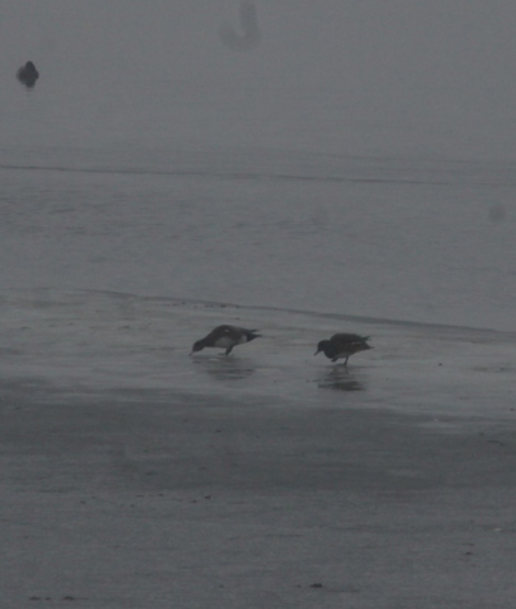 ברווז אמריקני - ML646085444