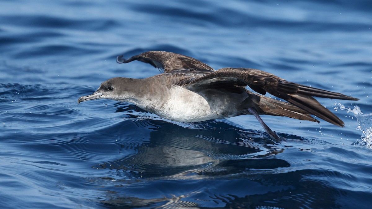 יסעור רחב-זנב - ML646085448