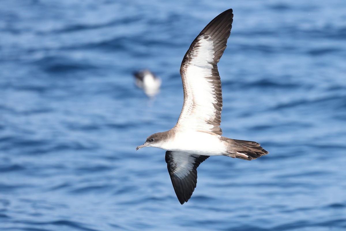 יסעור רחב-זנב - ML646085449