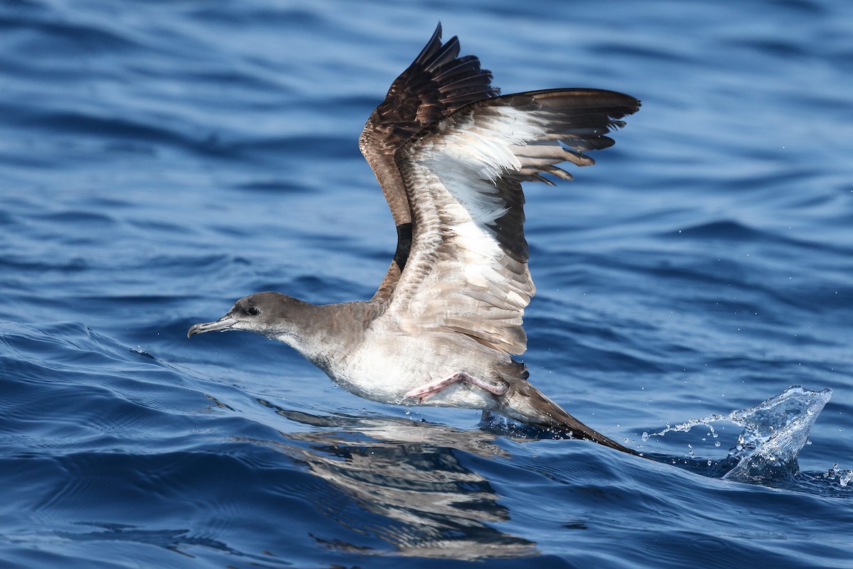 יסעור רחב-זנב - ML646085450