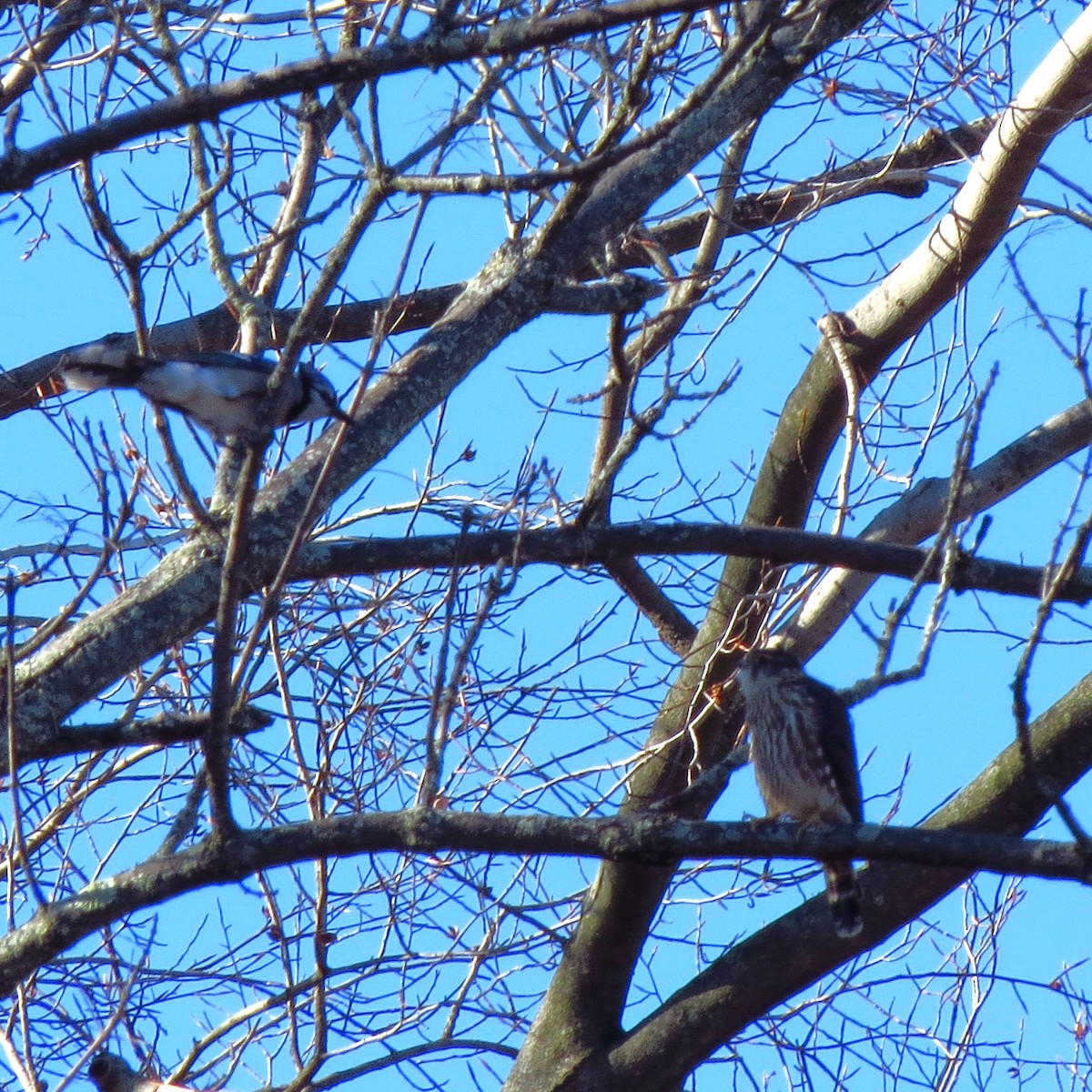 בז גמדי - ML646085451