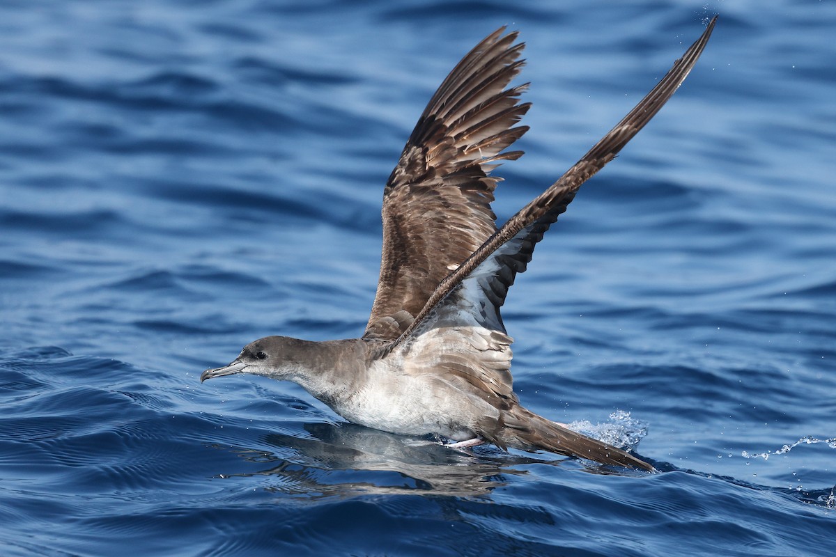 יסעור רחב-זנב - ML646085452