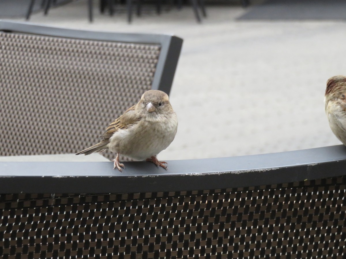 דרור הבית - ML646085453