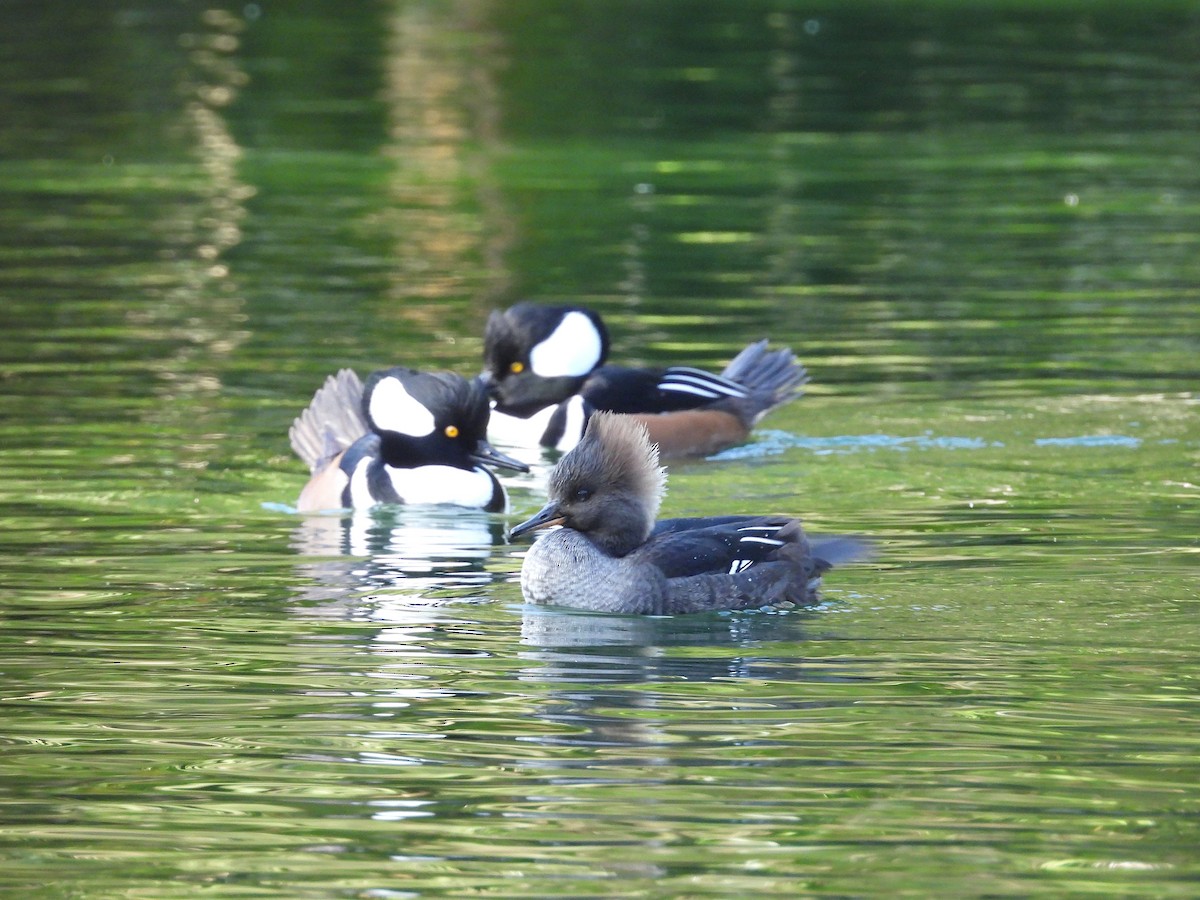 Hooded Merganser - ML646085455