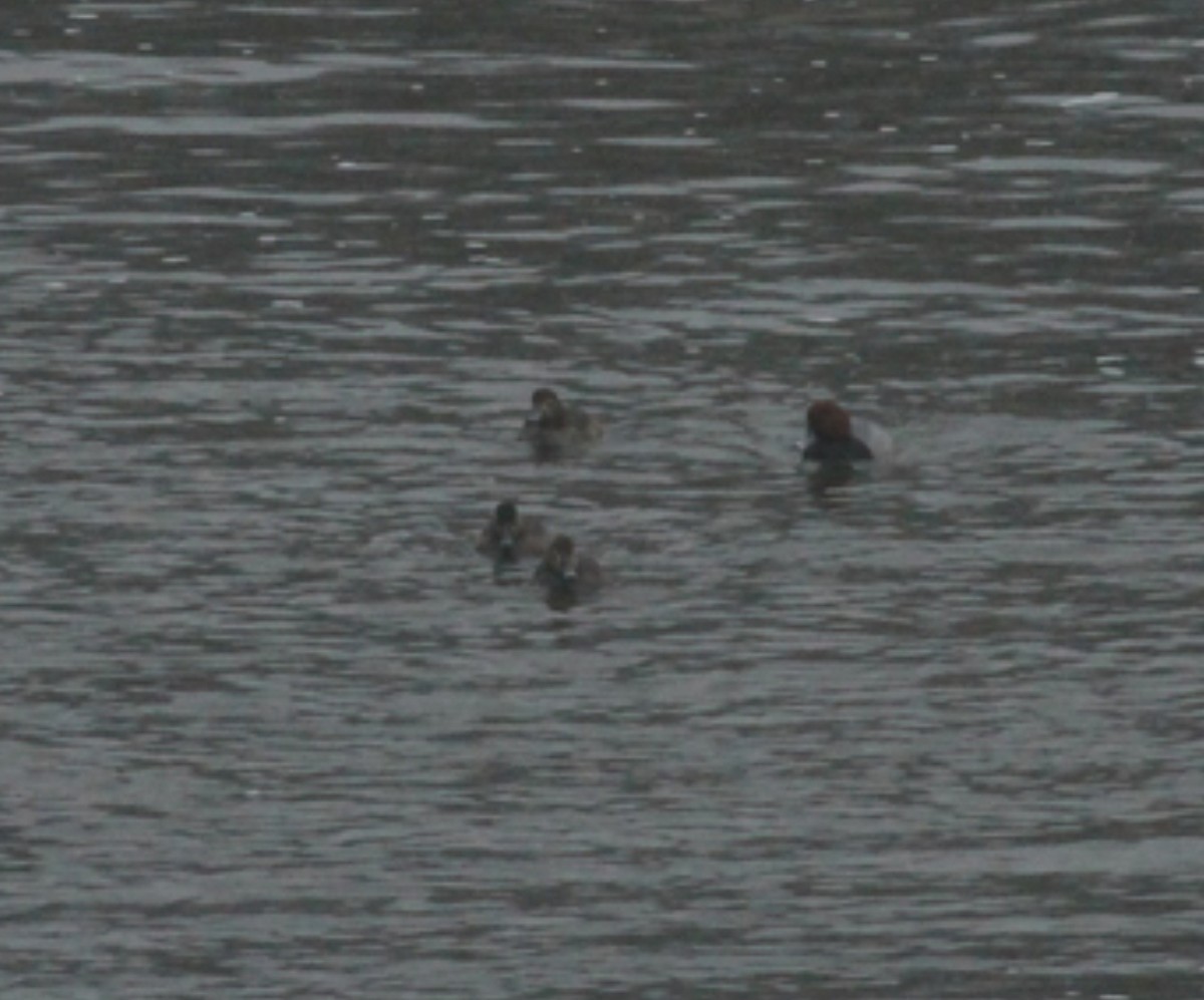 צולל אמריקני - ML646085456