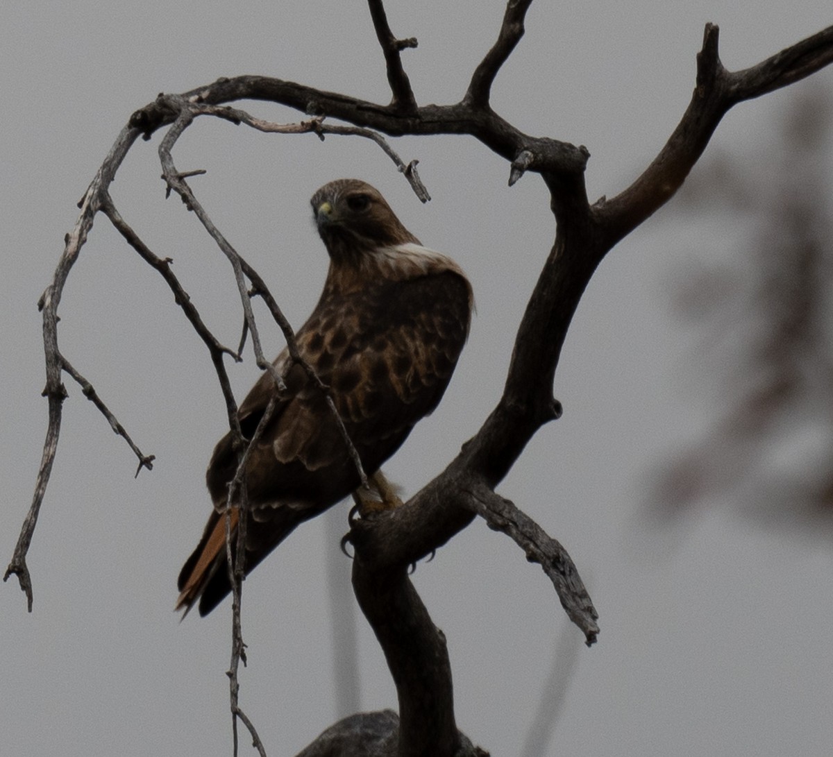 Rotschwanzbussard - ML646085465