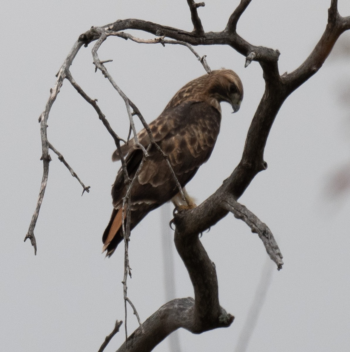 Rotschwanzbussard - ML646085466