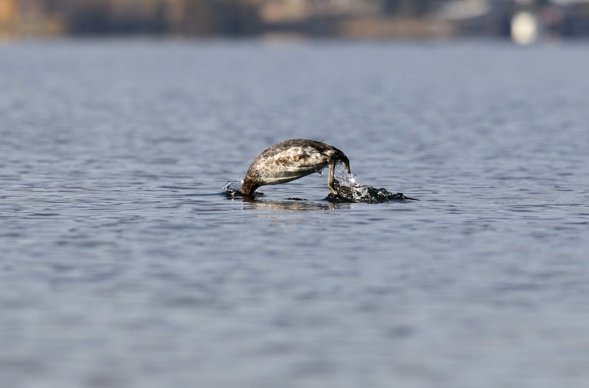 Somormujo Cuellirrojo - ML646085467