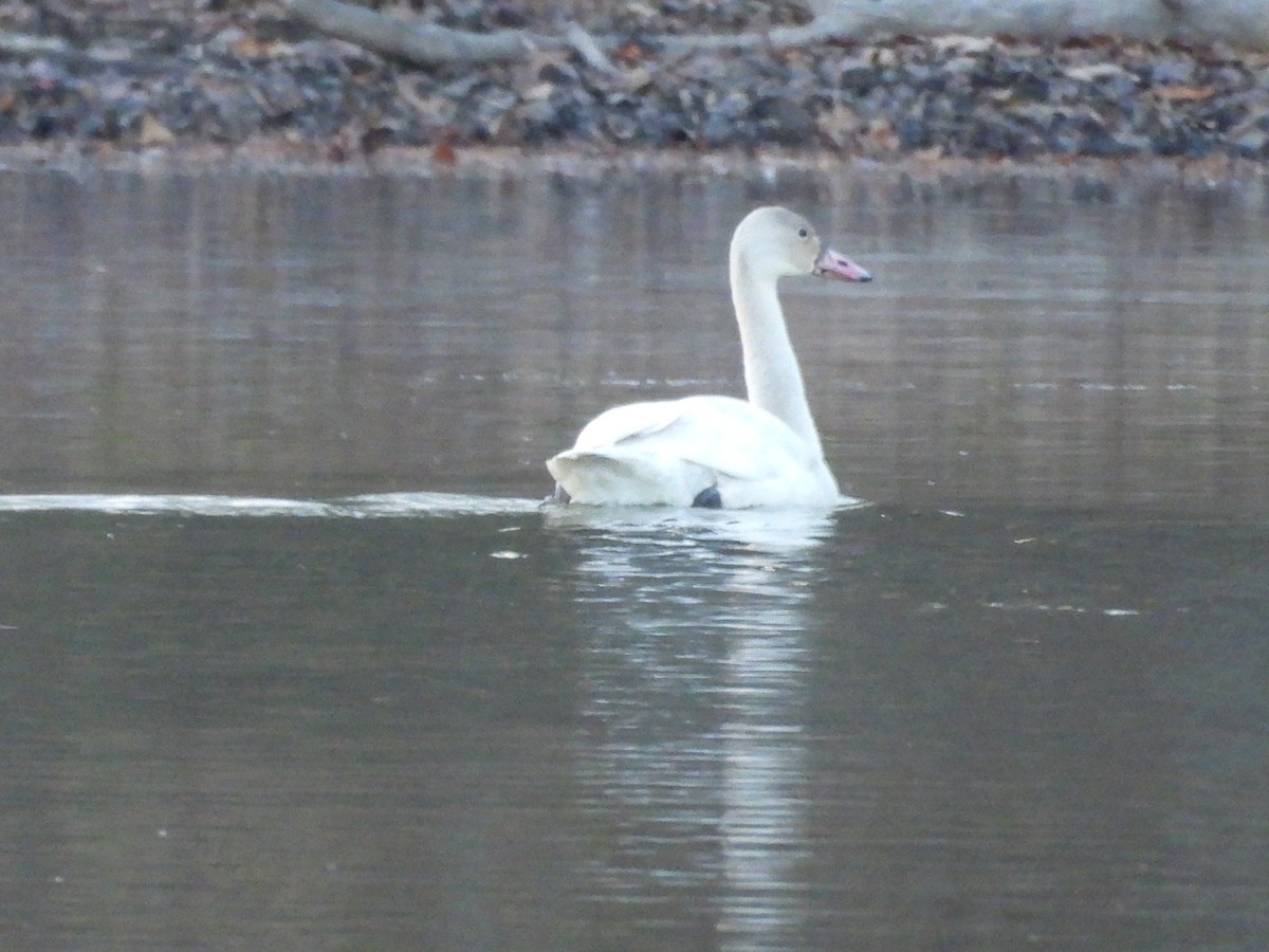 Tundra Swan - ML646085468